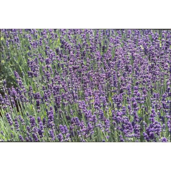 Lavendel Lavandula Angustifolia Hidcote Vaste Planten Planten