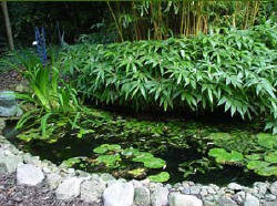 Verbazingwekkend Bamboe planten kiezen voor aan de vijver die niet woekeren de YQ-28