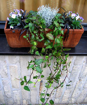 opvullen met winterharde planten - beplanten voor vensterbank