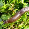 Slakkenpreventie in de moestuin 