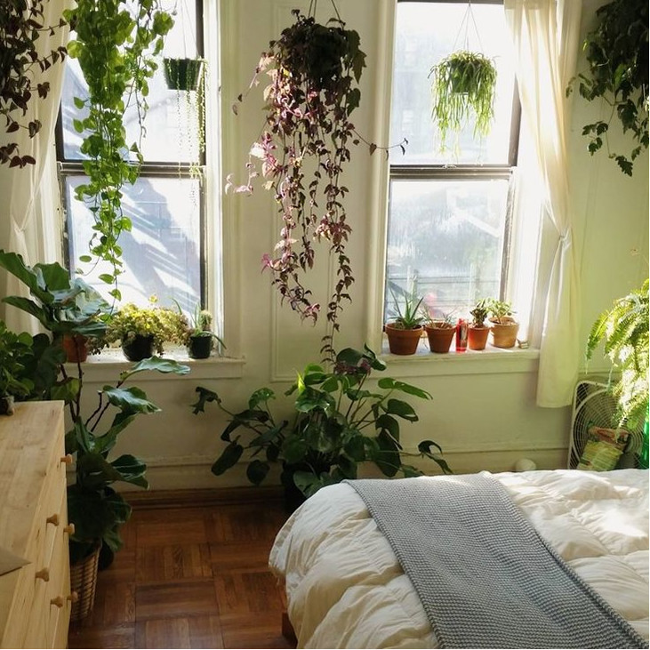 Clip vlinder enthousiasme kool 7 planten voor de slaapkamer - kwalitatieve nachtrust met planten