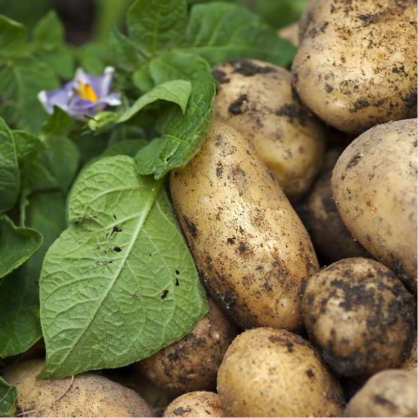 Denken Zeug Precies Vijf verschillende soorten aardappelen op een rij