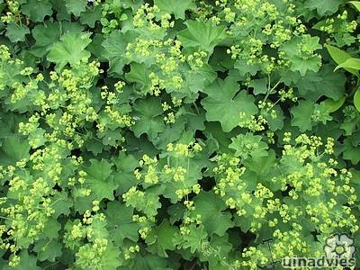 Alchemilla vrouwenmantel