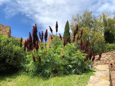 Melianthus major