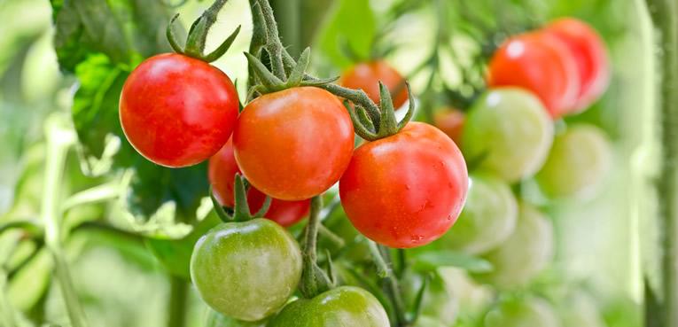 Diakritisch Metropolitan periodieke Zelf tomaten kweken en kruiden zaaien - Tuinadvies