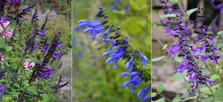 Van links naar rechts: Salvia guaranitica 'Amistad', Salvia guaranitica 'Super Trouper', Salvia 'Amistad'