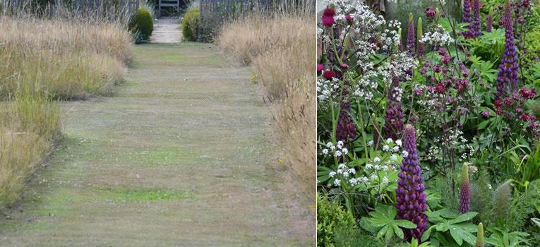 Planten die extra water nodig hebben: gras en lupines