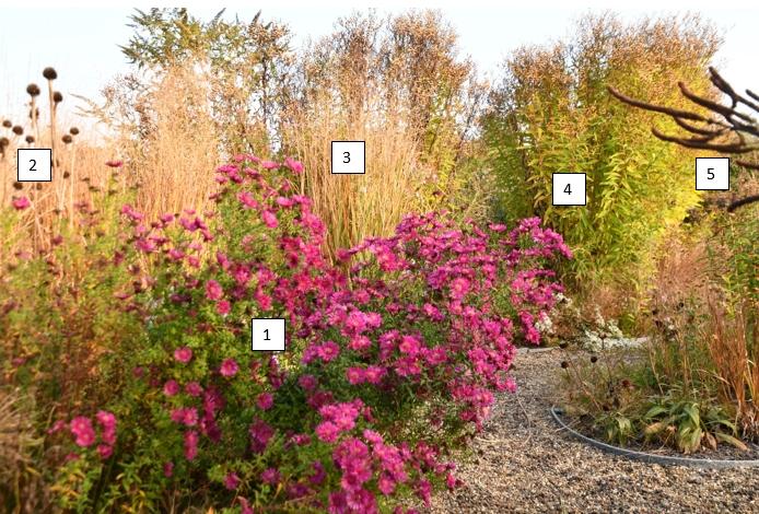 Aster Crimson Brocade - asters in de tuin