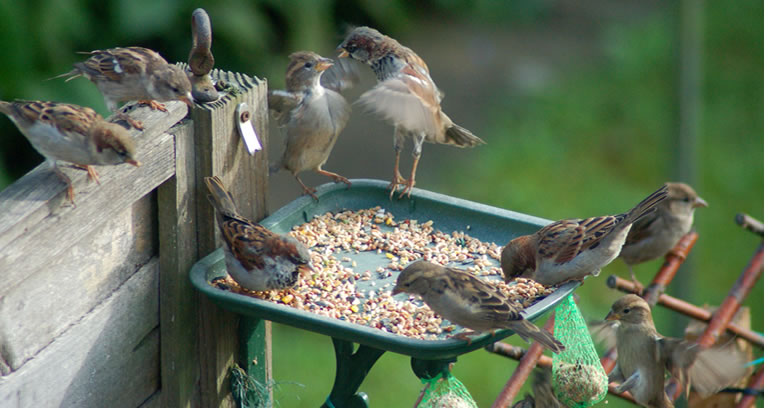 Beg salaris Wapenstilstand Soorten vogelvoeder kiezen - welk voeder voor welke vogel