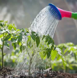 Hoeveel water heeft tuin nodig?
