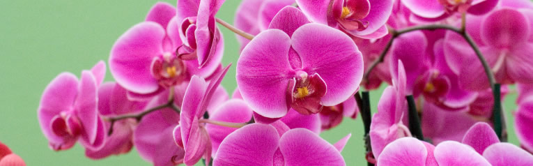 delen Malen pond Verzorging van orchideeën - substraat en meststof voor orchidee