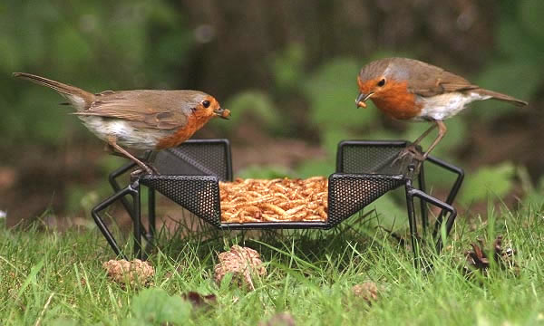 Vogels voederen in de winter bijvoeren van vogels in