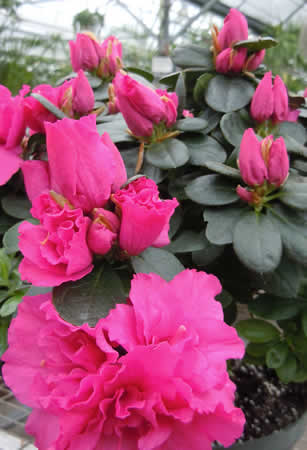 kamerplant houden azalea