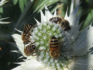 Bijen Lokken In De Tuin Hoe Bijen Houden In De Tuin