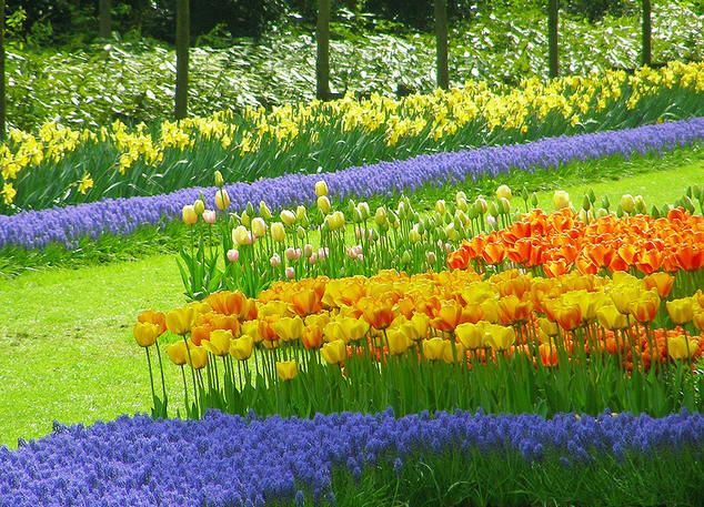 zeven selecteer Teken een foto Bloembollen planten in het gazon - bloembollen planten in de tuin in het  najaar