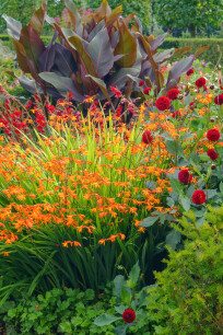 Border met vaste planten in combinatie Crocosmia en Dahlia.