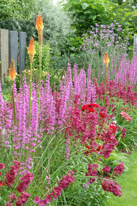 Draak mozaïek Scorch Vaste planten - tuin met vaste planten voor een bloementuin met mooie  combinaties