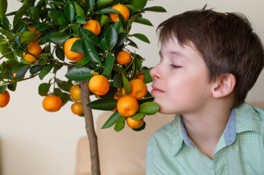 Citrusplant in de woonkamer