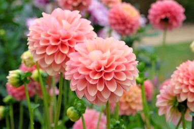 Dahlia's overwinteren