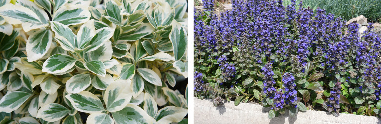 Euonymus fortunei 'Emerald Gaiety' - Ajuga reptans