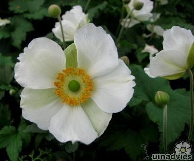 Anemonen