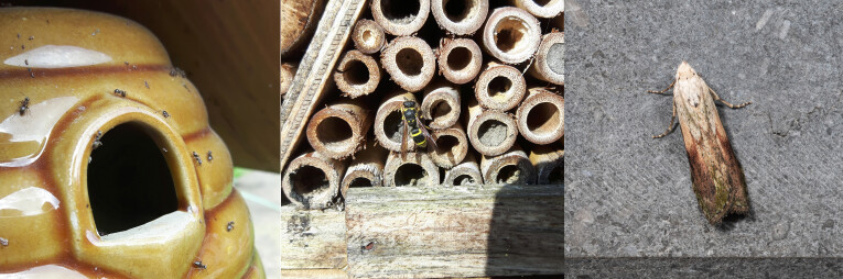 Mieren, wespen en nachtvlinders als parasieten van insectenhotels