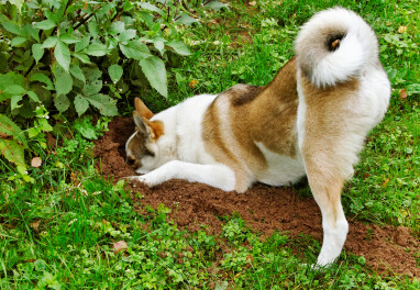 Een tuin hondvriendelijk is? -