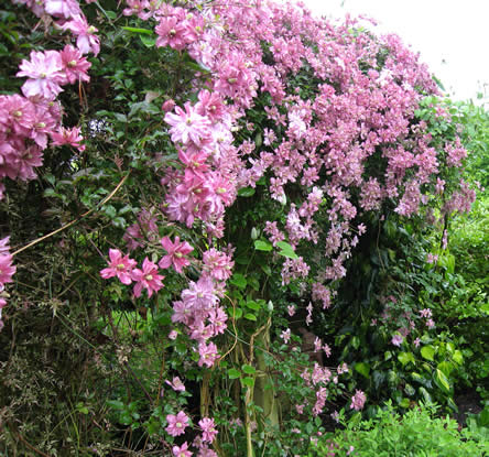 Clematis ‘Broughton Star’