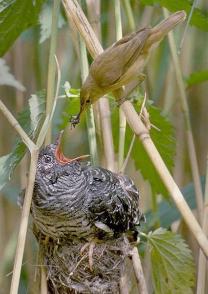 Niet modieus Anekdote Verslaving De koekoek is de enige vogel in Europa gekend als broedparasiet. De  Europese koekoek - Cuculus canorus