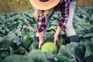 Kolen oogsten in de moestuin