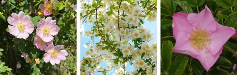 Rosa canina - Rosa filipes - Rosa 'Frau Dagmar Hastrup'