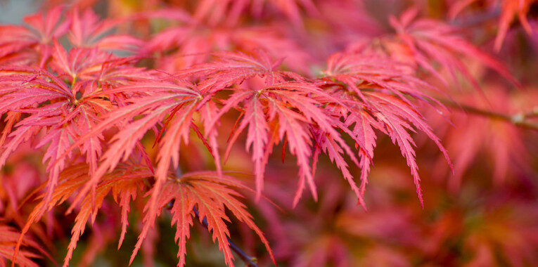 Acer palmatum