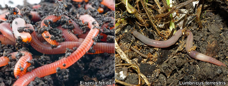 Soorten regenworm: de ene worm de andere niet -