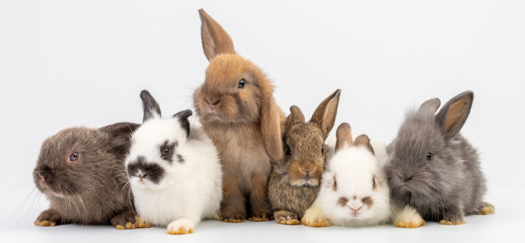 toegang verdacht Het beste Tips bij het houden en verzorgen van konijnen - Tuinadvies