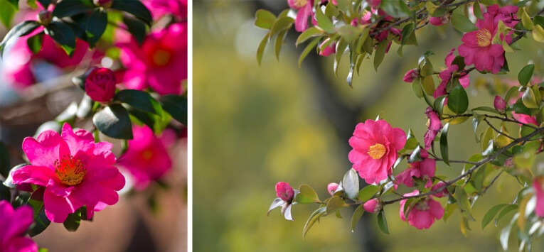 Camellia sasanqua