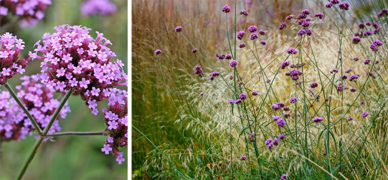 Verbena bonariensis