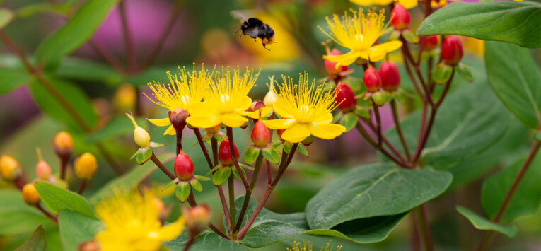 Hypericum ‘Miracle Attraction’