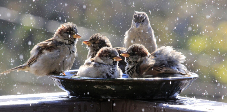 Voorzie een vogelbad in je tuin