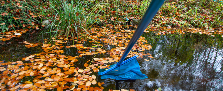 De vijver in oktober