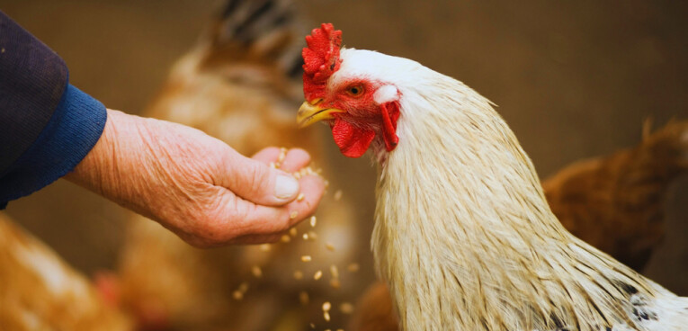 Denk ook aan de kippen op Werelddierendag