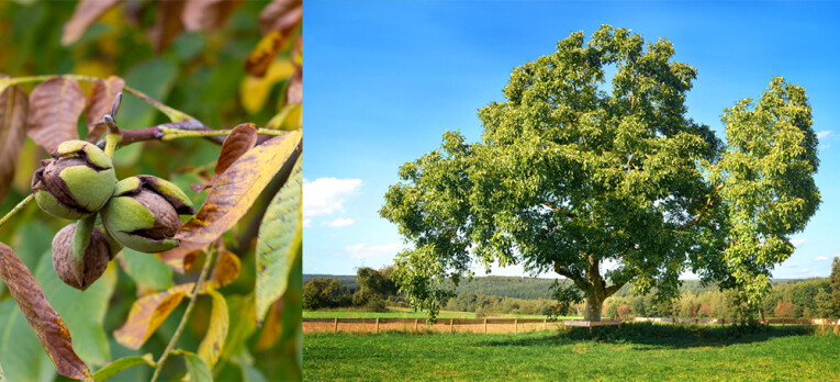 Walnoten - Juglans regia