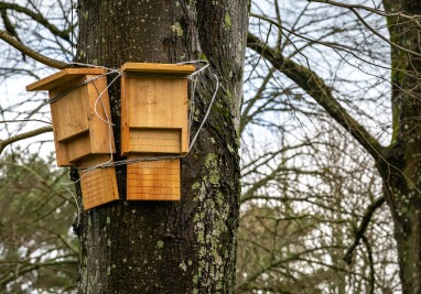 Hang een nestkast voor vleermuizen in je tuin