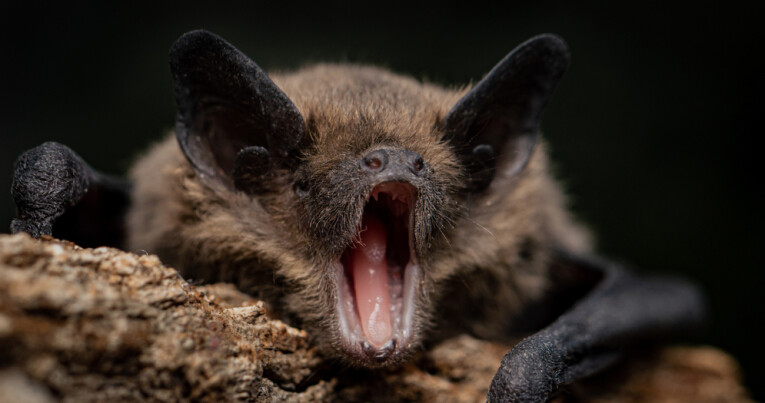 Pipistrellus pipistrellus