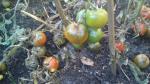 Tomatenplaag bestrijden