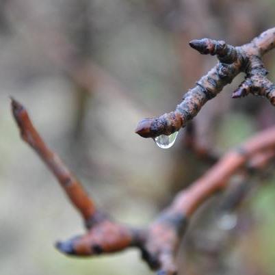 Winterbehandeling bestrijden