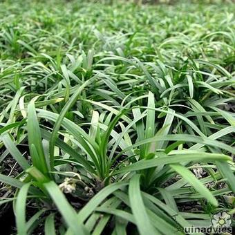 Ophiopogon japonicus 'Nanus'