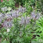 Eryngium alpinum 'Blue Star' - Kruisdistel