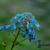 Corydalis flexuosa