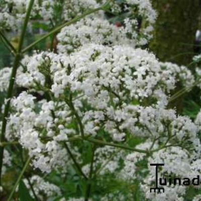 Valeriaan - Valeriana officinalis