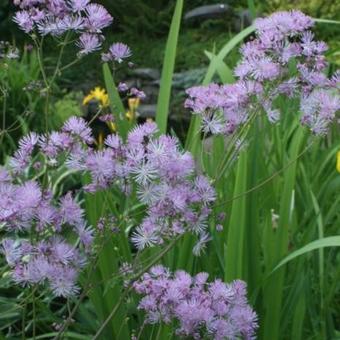 Thalictrum aquilegifolium